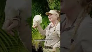 Thumbnail: How many impressions does Occa know? 🦜