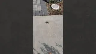 Thumbnail: Tarantula!