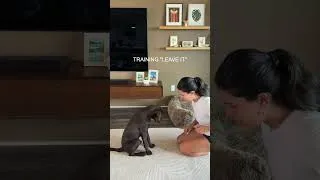 Thumbnail: this is game-changing for dog parents!! #ad