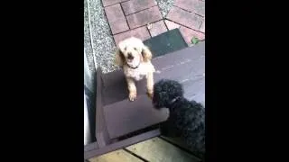 Thumbnail: Poor Dog Can't Get Up Stairs