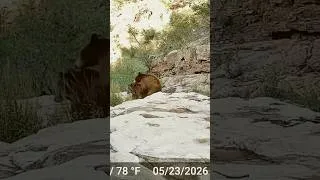 Thumbnail: AGARRE ESTOS DOS OSOS INFRAGANTES HACIENDO OSITOS
