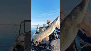 Thumbnail: GIANT Summertime Pike #fishing #shorts #pikefishing #fishshimano