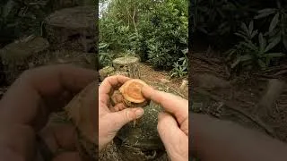 Thumbnail: Foraging for FATWOOD #bushcraft #survival #bushcraftfamily
