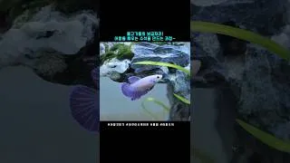 Thumbnail: How to make cave in fish tank?