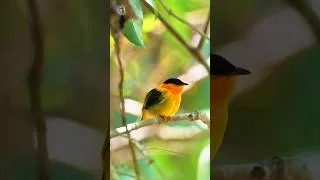 Thumbnail: Relaxing Music to Restore the Nervous System 🌿 Healing Nature Sounds  to Relieve Stress, Sleep, Calm