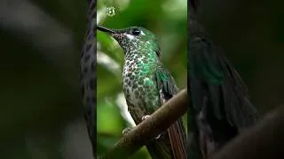 Thumbnail: Piano Music Heals the Soul 🌿 Relieve stress, Stop Overthinking, Relaxing Music & Birds Sound