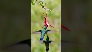 Thumbnail: The Wonderful Hummingbirds | Relaxing Birds Sounds | Awesome Nature | Stress Relief