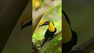 Thumbnail: Ultimate Stress Relief | Amazon Rainforest Birds | Peaceful Piano | Deep Relaxation & Sleep