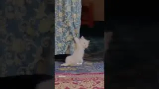 Thumbnail: Fun #cat #cats #catlover #education #pets #pet #petshop #petslover #fypシ #viral #videos #catvideos