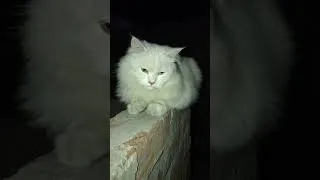 Thumbnail: viral cat #cat #cats #arabic #топ #motivation #anatomy #pets @Firdouskhan-246 # #education #music