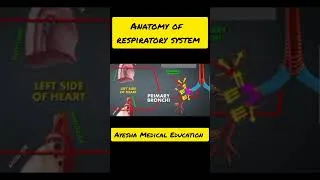 Thumbnail: #Respiratory System Anatomy #Respiratory system @ayeshamedicaleducation