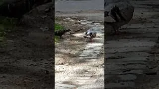Thumbnail: GRACEFUL PIGEONS 4,677