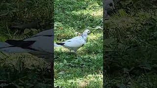 Thumbnail: GRACEFUL PIGEONS 4,676