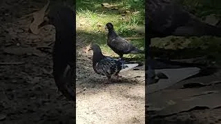 Thumbnail: GRACEFUL PIGEONS 4,675
