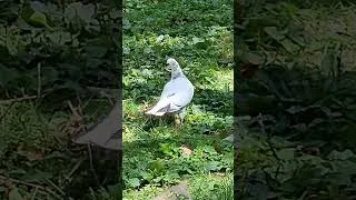 Thumbnail: GRACEFUL PIGEONS 4,674