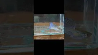 Thumbnail: Guppy Fish Sale for Beginner 🐬 #guppyfish #aquariumsetup #fishfarming