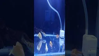 Thumbnail: Small Aquarium But Big Monster Fish Setup #monsterfish #aquariumsetup #aquaculture #fishhobbyist