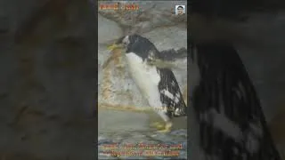 Thumbnail: The Ultimate Penguin Waddle! 🐧😂#Penguin #FunnyAnimals #YouTubeShorts #CutePenguin #Wildlife