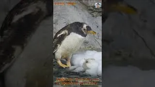 Thumbnail: Penguin Searching for Food in Snow #penguin #penguins #animals #cuteanimals #penguinlife
