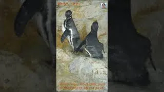 Thumbnail: Adorable African Penguins Grooming & Preening #penguins #penguin #africanpenguin