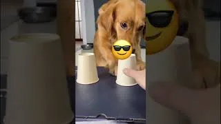 Thumbnail: funny dog finding candy under cup #mydog
