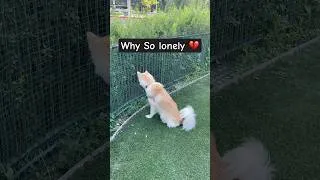 Thumbnail: If He Could Talk… What Would He Say?💔  #dogs #dogpark #viralvideo #adoptme #adoptdontshop #foryou