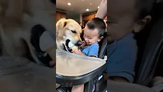 Thumbnail: Ice cream thieves 😭 #dogs #cutedog #funnydogs #icecream #viralvideo #foryou #animallovers