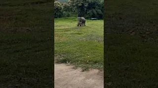 Thumbnail: Mom Elephant Said: "Get Back Here!" #babyelephant #funnyelephant #cuteanimal #wildlife #shorts