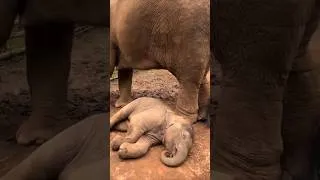 Thumbnail: Too Precious: Baby Elephant’s Adorable Naptime🥰 #babyelephant #cuteanimals #wildlife #shorts
