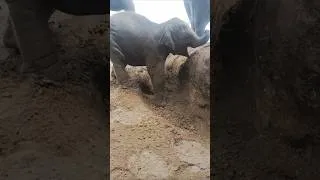 Thumbnail: Cutest Baby Elephant Climb Ever! 🥰 #babyelephant #funnyelephant #elephant #cuteanimals #shorts