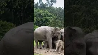 Thumbnail: The Cutest Mud Monster You’ll See Today! 🐘✨ #babyelephant #elephant #cuteanimal #wildlife #shorts