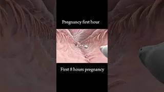 Thumbnail: First 8 hours pregnancy #babyinwomb #development #viral