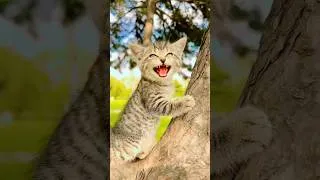 Thumbnail: pa ❣️ Pa ❣️ #funny #cute #cutebaby #cats #cat #trending #shortvideo #catblogger #kitty #tabby #fun