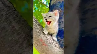 Thumbnail: Pa ❣️ pa❣️ #funny #cute #cats #cutebaby #aww #funnycute #funnymoment #viral  #shortvideo #shortsfeed
