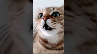 Thumbnail: #funny #new #cute #cats #cutebaby #cat #trending #shortvideo #shortsfeed #youtubeshorts #kitty