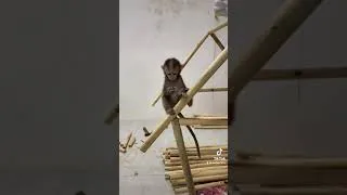 Thumbnail: baby monkey's house
