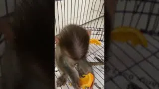 Thumbnail: How to calm a sulking baby monkey?