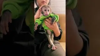 Thumbnail: little monkey jumping, wearing a shirt - Baby Monkey Animal