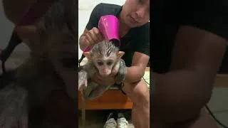 Thumbnail: blow dry the monkey's hải - Baby Monkey Animal