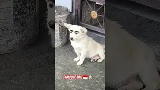 Thumbnail: Dog with some serious eyebrows 😂