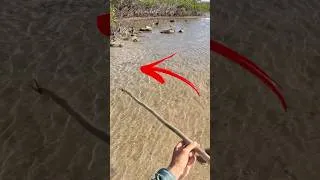 Thumbnail: Island Survival with Traditional Hand Spear 🔱