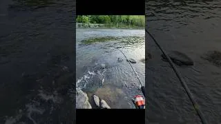 Thumbnail: Caught A Monster #fishing