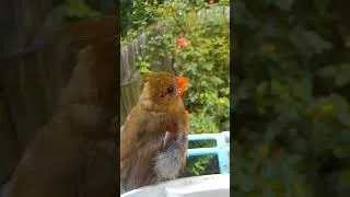 Thumbnail: Sweet Cardinal