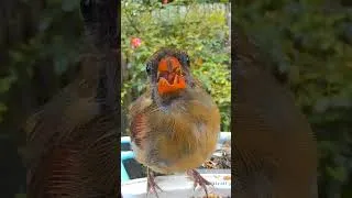 Thumbnail: Northern Cardinal