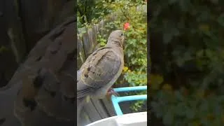Thumbnail: Mourning Dove