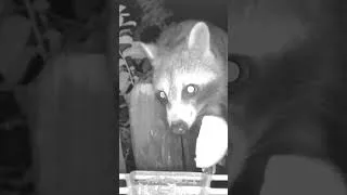Thumbnail: Nighttime Visitor
