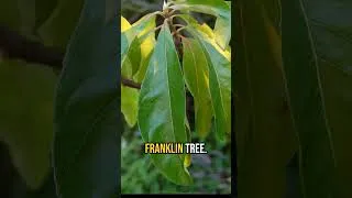 Thumbnail: This Tree DISAPPEARED Soon After Discovery!