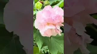 Thumbnail: स्थल कमल : कटिंग से लगने वाला जादुई फूल