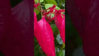 Thumbnail: कटिंग से लगने वाले फूलदार पौधे Part-2 #floweringplants #gardening