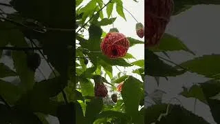 Thumbnail: मानसून में कटिंग से लगने वाले सुंदर फूल  Part-1 Unique flowers to grow from cuttings #flowers